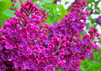 Lilacs